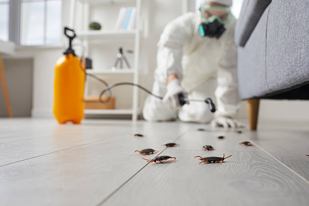 Commercial Rodent Management in Chino